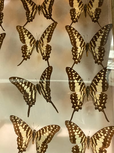 The image shows a collection of mounted butterflies with brown and white patterned wings, likely a display in a museum or exhibit. The butterflies are arranged in rows within a case or frame. It’s impossible to specify the exact location in Konya, Turkey, or ascertain any specific actions or interactions without further context or visual evidence. The environment is an indoor setting with reflective surfaces.