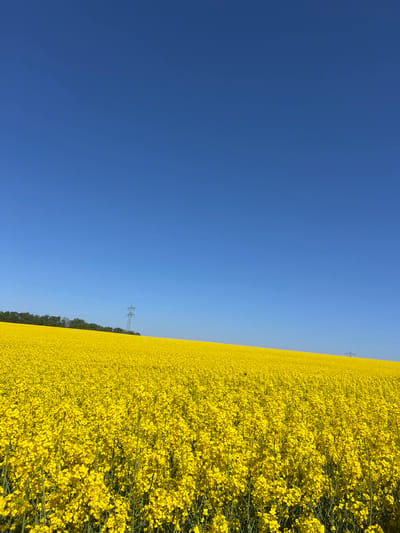 The image depicts a field of bright yellow rapeseed flowers under a clear blue sky, likely in a rural area near Bad Rappenau, Germany. A row of trees is visible in the mid-ground and power lines traverse the landscape. No people are visible. The overall scene suggests a sunny day in the countryside.