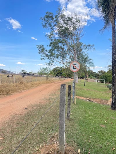 The image portrays a rural-like environment in Pirenópolis, Brazil, under a bright blue sky with scattered white cumulus clouds. A reddish-brown dirt road originates in the foreground and recedes into the mid-ground, curving gently towards the left. To the left of the road, a wire fence on wooden posts encloses a pasture of dry, yellowish grass, where three cows (two dark, one light-colored) are visible grazing. Several low-lying farm structures are present in the distant background beyond the pasture, with hills visible further in the distance.
A circular "No Parking" sign (red circle with a diagonal line over a black "E") is prominently mounted on a wooden post in the mid-ground, situated to the immediate right of the dirt road. Behind this sign, a tall, slender tree with light-colored bark and sparse green foliage stands centrally. To the right of the road, a vibrant green grassy area is present, also bordered by a wire fence on wooden posts. Further into the mid-ground on the right, a section of a large, dark-trunked palm tree is visible. In the background right, a small, light-colored building with a dark roof and a white soccer goalpost frame are discernible within a grassy field, indicating an open or recreational area. No human subjects are visible.