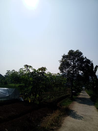 The image depicts a rural scene in Ban Katan, Laos. A concrete road runs along the right side of the frame, disappearing into the distance. Vegetation flanks both sides of the road, consisting of trees, bushes, and a cultivated field. On the left, a small greenhouse is visible. The sky is bright with the sun high overhead, contributing to high contrast shadows on the road and surrounding foliage. There are no people or animals visible in the scene.