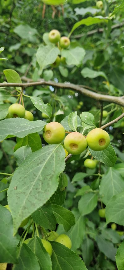 A close-up shot shows several small, green, unripe apples or crabapples growing on the branches of a tree. The apples are round and have a slightly indented stem area. Green leaves of varying sizes surround the fruit, some with small brown spots. The background is filled with more foliage, creating a dense, leafy environment. The image appears to be taken outdoors, likely in a natural setting or a garden. The scene depicts a detail of plant life, focusing on the developing fruit and the surrounding greenery.