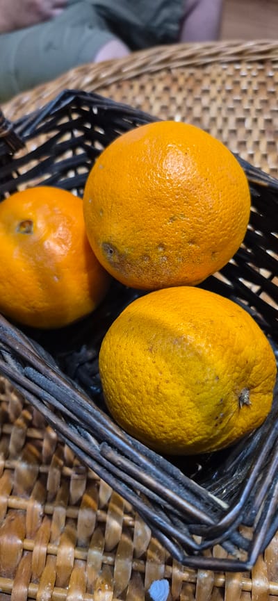 Three oranges are placed in a dark woven basket. The basket is situated on a light brown woven surface. The oranges are round and textured, with varying shades of orange and yellow. One orange is in the foreground, slightly to the right, and is a vibrant yellow. Another orange is in the middle, slightly to the left, and is a brighter orange. The third orange is at the top, in the center, and appears to be a deeper orange. The background is blurred, but shows a hint of a person wearing a green garment. The overall scene is dimly lit, with the oranges being the primary focus. This image was taken in Póvoa de Varzim, Portugal.