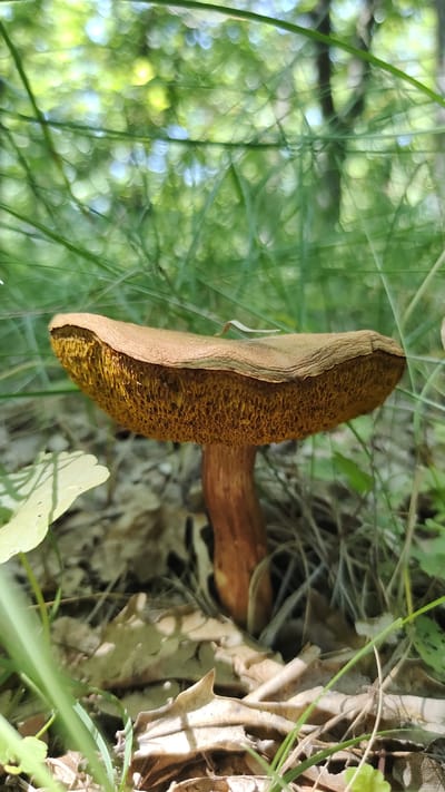 This is a close-up, eye-level, medium shot of a single mushroom growing among fallen leaves and green foliage. The mushroom is positioned horizontally across the frame, with its stem on the left and its cap extending to the right. The cap is a light brown color with a textured underside featuring many small, hexagonal pores, appearing a darker yellow-brown. The stem is a reddish-brown color. The background is softly blurred, showing dappled sunlight filtering through green leaves, suggesting an outdoor, possibly wooded, environment. Some dry, brown leaves are visible near the mushroom, and thin, green blades of grass or other plants are in the foreground and around the mushroom. The lighting suggests it is daytime, likely a sunny day, with natural light illuminating the scene. There is no visible text in the image. The setting appears to be a natural environment, possibly a forest floor or a garden area in Mikhaylovka, Russia. No people or specific events are depicted, the focus is entirely on the mushroom and its immediate surroundings.
