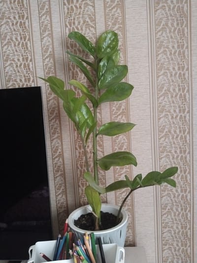 A tall, green ZZ plant stands in a white pot on a surface in front of a vertically striped beige and brown patterned wallpaper. To the left of the plant, a portion of a large, black, flat-screen television is visible. In the foreground, to the right of the TV and below the plant, is a white container filled with numerous colored pencils, many of which are sharpened. The scene appears to be indoors, likely in a home or office setting in the city of Ötegen batyr, Kazakhstan.