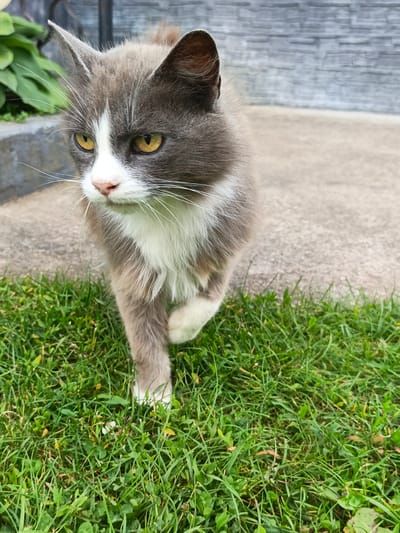 A medium shot captures a gray and white cat walking from left to right across a patch of green grass, with its front right paw lifted. The cat is facing slightly to its left, with its yellow eyes focused forward. Its fur is fluffy, with gray coloring on its head, back, and tail, and white markings on its chest, muzzle, and paws. The background shows a concrete surface and a textured gray wall, suggesting an outdoor urban setting. The lighting is natural and appears to be daylight.