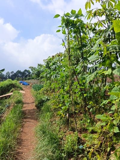A narrow dirt path cuts through a lush garden. On one side, tall green grass and weeds cover the embankment. The other side features climbing plants with long green beans hanging down, supported by wooden stakes. Further back, larger leaved plants are visible, along with rows of crops. A blue tarp is casually placed in the background. Above, a blue sky is dotted with fluffy white clouds.