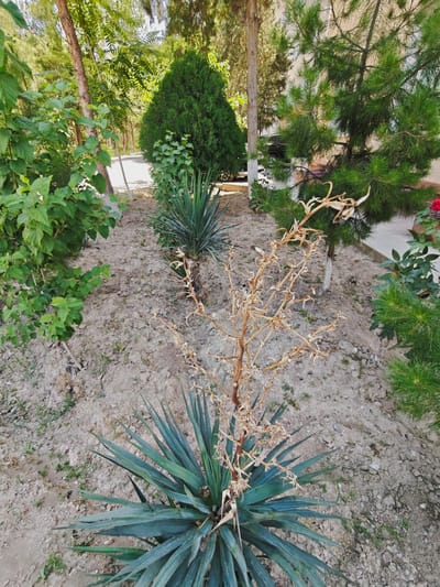 The image shows a dry, spindly plant with thin, brown, dried-out stalks and very small, withered seed pods. The plant is in the foreground, in a patch of dry, sandy soil. Behind it, a large yucca plant with sword-like green leaves is visible. To the right, a portion of a mature pine tree with green needles is present. The background includes more greenery, trees, a pathway, and a building with light-colored walls. The scene appears to be an outdoor setting, possibly a park or garden area within Navoiy City, Uzbekistan.
