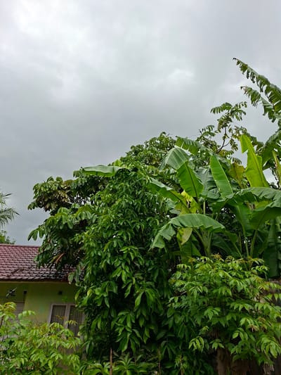 This vertical image depicts a lush, green landscape dominated by dense foliage against an overcast sky. Large, prominent banana leaves are visible, particularly in the upper and central parts, interspersed with other varieties of green leaves and tree branches. The overall impression is one of abundant tropical vegetation.
In the lower right portion of the frame, a residential building is partially visible. It features a distinctive red-tiled roof and a segment of a light green wall with a white-framed window. The sky is a uniform light gray, indicating cloudy or overcast weather conditions during the daytime. There are no people or specific activities taking place, presenting a static natural and residential scene. No text is visible in the image. The setting suggests a verdant environment in Kutaglumpang, Indonesia.