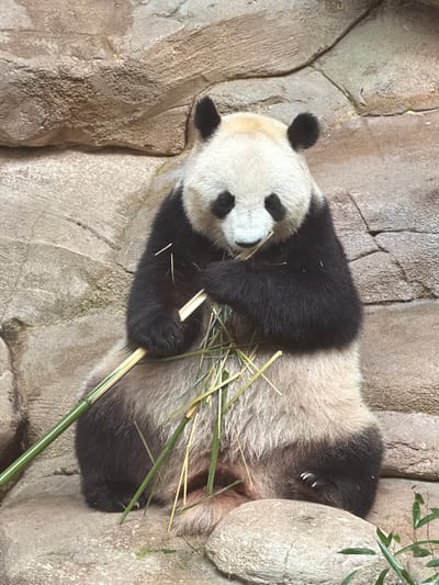 A giant panda lies on its back, nestled against a rocky, naturalistic enclosure. The panda's fur is primarily black and white, with the characteristic dark patches around its eyes and ears. It holds several stalks of bamboo in its paws, appearing to be eating or preparing to eat them. The enclosure is made of rough, textured rock formations that suggest a mountainous or forest environment. Sunlight appears to be illuminating the scene from above, casting soft shadows and highlighting the textures of the rock and fur. The panda seems relaxed and comfortable in its surroundings. The image is taken from a slightly elevated angle, looking down at the panda. No text is visible in the image.