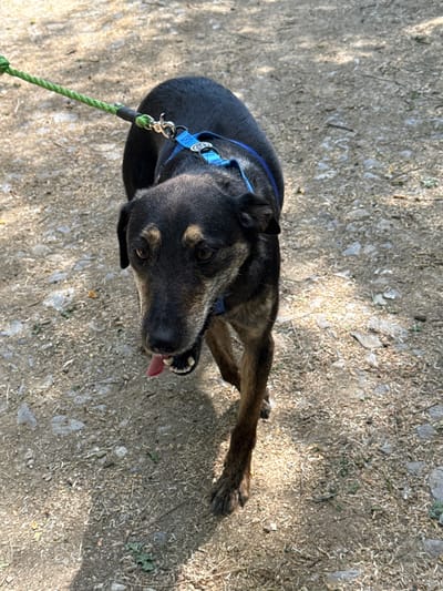 An overhead shot captures a black and tan dog on a dirt path in Grocka Urban Municipality, Serbia. The dog is positioned towards the left side of the frame, looking up and slightly to the right, with its tongue partially extended. It wears a blue harness that is connected to a green braided leash.
The dog's fur is primarily dark, with distinctive tan markings visible above its eyes and around its muzzle, suggesting a mixed breed. Its eyes are attentive, focused on something out of frame above it, possibly its owner.
The ground beneath the dog is an unpaved surface, composed of dry dirt, small stones, and scattered dry grass or plant debris, indicative of a natural outdoor setting like a trail or rural path. Strong sunlight illuminates the scene, casting distinct shadows from unseen overhead foliage onto the ground, suggesting a bright and sunny day, likely during late morning or early afternoon.
No discernible text is visible on the dog's harness or in the background, though a small, unreadable circular logo or emblem is present on the blue harness. The overall impression is of a dog on a casual outdoor walk, pausing to engage with its companion.