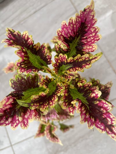 A top-down, close-up shot showcases the vibrant foliage of a coleus plant. The leaves display a striking pattern of deep magenta, lime green, and creamy yellow. The magenta forms irregular splotches and veins, while the green outlines the serrated edges and midrib, and yellow speckles are scattered across the surface. The leaves are deeply lobed, giving them a frilled appearance. The background is a soft, out-of-focus light gray, suggesting a tiled or textured surface. The scene is indoors, with no indication of the specific location within Madina, Ghana, or any surrounding environment.