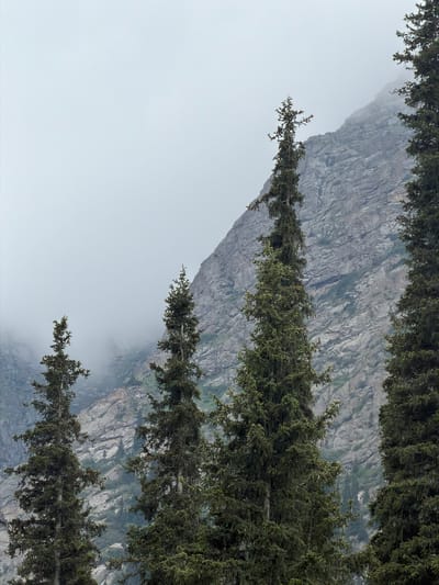 The image depicts a serene mountain landscape in Kyrgyzstan, likely in a mountainous region characterized by coniferous forests and rocky terrain. In the foreground, several tall, dark green spruce trees stand prominently, their branches reaching towards the sky. The trees are densely packed, with some appearing more mature and fuller than others.
Behind the trees, a massive, gray, rocky mountain dominates the background. The mountain's surface is rugged and textured, with visible striations and geological formations suggesting its age and formation. Parts of the mountain are obscured by a thick layer of white fog, which creates a dramatic and ethereal atmosphere, lending an impression of depth and mystery to the scene. The fog also partially hides the upper reaches of the mountain, creating a soft, diffused lighting effect.
The overall environment is natural and untouched, typical of a wilderness area. The colors are predominantly muted, with shades of gray, green, and white, contributing to a somber yet majestic mood. The scene is still and quiet, with no visible signs of human activity or life, emphasizing the raw beauty and grandeur of nature. The composition, with the trees framing the imposing mountain and the fog softening the harshness of the rock, creates a powerful visual narrative of the wild, untamed landscapes of Kyrgyzstan.