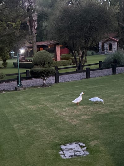 In the city of Cañada de Madero, Mexico, a tranquil scene unfolds on a well-maintained lawn. Two white ducks are the focal point of the foreground, one standing alert with its orange beak visible, while the other is bent down, seemingly foraging for food. The lawn is a vibrant green, with a scattering of dry patches suggesting natural variation or recent watering.
In the middle ground, a dark wooden fence delineates the lawn from a cobblestone path. Beyond the fence, meticulously sculpted topiary bushes and trees add a touch of formal landscaping. A vintage-style lamppost with an illuminated lantern stands near the path, casting a warm glow.
Further in the background, a rustic building with a red-tiled roof and stone accents is partially visible, nestled amongst lush trees. To the right, a smaller stone structure with arched windows adds to the picturesque setting. The overall atmosphere is serene and reminiscent of a countryside estate or a well-kept park. The lighting suggests it is either early morning or late evening, with soft, diffused light contributing to the peaceful ambiance.