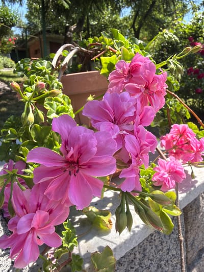 A close-up, eye-level shot showcases several vibrant pink geranium flowers in full bloom, with some buds still developing, set against a backdrop of lush green foliage and trees. The flowers are predominantly in focus, their delicate petals and dark centers clearly visible. Behind the flowers, a terracotta pot is partially visible, along with a rustic stone wall. The background reveals a sunny outdoor environment, suggesting a garden or courtyard setting. In the far distance, glimpses of buildings and more greenery hint at a residential area. The overall impression is one of a bright, cheerful summer day in Vladaya, Bulgaria, a picturesque town known for its natural beauty and proximity to Vitosha Mountain.