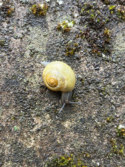 A snail with a light yellow shell is crawling across a rough, textured surface, likely stone or concrete. Moss and small plants are growing in patches on the surface. The location is Landau in der Pfalz, Germany.
