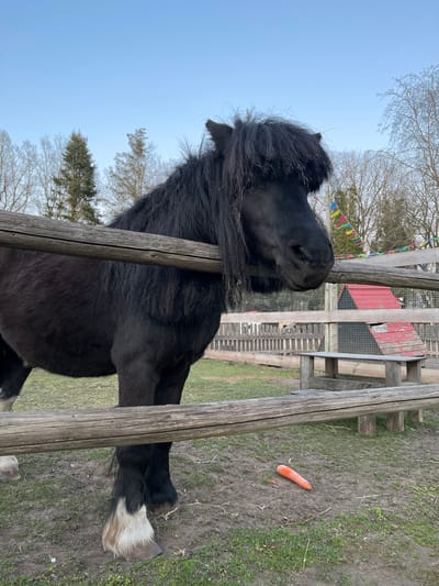 The image depicts a black pony with a long, dark mane standing behind a wooden fence. The pony's head is close to the fence, and it appears to be looking to the right. One carrot lies on the ground near the fence. Beyond the fence, the background shows grass, bare trees, and a structure with a red roof and wire mesh. Colorful pennants are visible amongst the trees. The location is in a rural or semi-rural setting, possibly in Ādaži, Latvia.