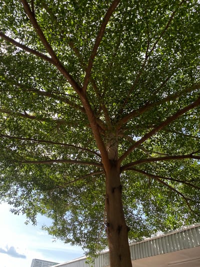 The image shows a low-angle view looking up into the dense canopy of a large tree. The tree has a thick, brown trunk and numerous branches spreading outwards, covered in vibrant green leaves that are backlit by the sun. The sunlight filters through the leaves, creating a dappled effect. In the background, a clear blue sky with a few white clouds is visible, along with the top of a modern building with a metal roof and the side of another building with a patterned facade. The scene appears to be set in an outdoor urban or semi-urban environment, possibly in Gambut Barat, Indonesia, given the architectural style of the buildings and the lush vegetation. There are no people or animals visible in the frame.