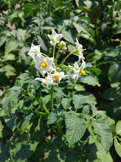 This is a close-up, eye-level, outdoor photograph of a potato plant in bloom. The plant has several delicate white flowers with yellow centers, each composed of five petals. The flowers are clustered on thin, green stems, some of which are fuzzy. The plant's leaves are a deep green, with a textured, slightly wrinkled surface, and they are arranged densely around the flowering stems. The background is a blur of more green potato plants and the dark soil of the field. The lighting suggests a sunny day, casting distinct shadows on the leaves. The scene is located in Bila Krynytsia, Ukraine. There are no people or animals visible in the image.