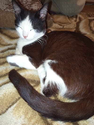 A black and white cat is curled up and sleeping on a patterned blanket. The cat has closed eyes and is in focus. The blanket has a textured pattern in shades of brown and beige. The background is blurred, showing what appears to be furniture or pillows. The image is a close-up shot of the cat.