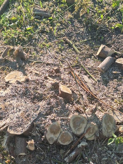 The image depicts a ground-level view of a forest floor covered in freshly cut tree stumps and wood chips, indicative of recent logging activity. Various lengths and diameters of logs are scattered across the scene, some still showing rough cut surfaces. Thin branches and dry grass are interspersed with the wood debris. Sunlight casts shadows, highlighting the textures of the wood and the uneven terrain. Green foliage, possibly undergrowth or surrounding vegetation, is visible in some areas, particularly in the upper and lower right portions of the frame. The scene appears to be located in a rural or natural setting, consistent with a location like Цімкавіцкі сельскі Савет, Belarus, where such activities might occur. There are no people or animals visible in the image.
