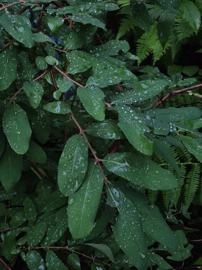 A close-up, vertical shot captures a dense cluster of dark green leaves with numerous small, clear water droplets clinging to their surfaces. The leaves appear wet, suggesting recent rainfall. The branches are thin and reddish-brown, weaving through the foliage. In the background, blurred ferns with delicate, feathery fronds are visible, adding texture and depth. Some of the leaves show minor imperfections, such as small holes or torn edges. A few dark, oval-shaped berries are interspersed among the leaves. The overall lighting is dim, creating a somber and natural atmosphere. The image was taken in Астра-1 Днт, Russia.
