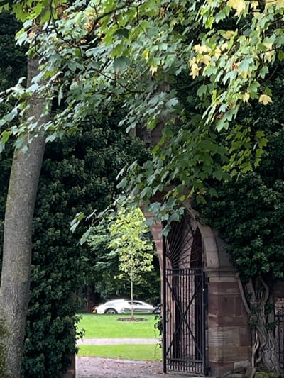 The image depicts an outdoor scene in Dorlisheim, France, viewed through an opening framed by vegetation and an architectural element. On the left, a large, light-colored tree trunk stands vertically. The upper portion of the frame is filled with dense green and partially yellowing tree foliage. To the right, a dark, ornate metal gate is set within a stone archway, which is partially covered with ivy. Through this archway, a manicured green lawn is visible. A slender young tree with light green leaves stands centrally on the lawn. A silver-colored Bugatti Chiron luxury vehicle is parked on the lawn, positioned to the left of the young tree, partially visible from its side profile. Dense, dark green trees and bushes form the background beyond the lawn. No individuals are present in the scene, and no specific actions or interactions are occurring.