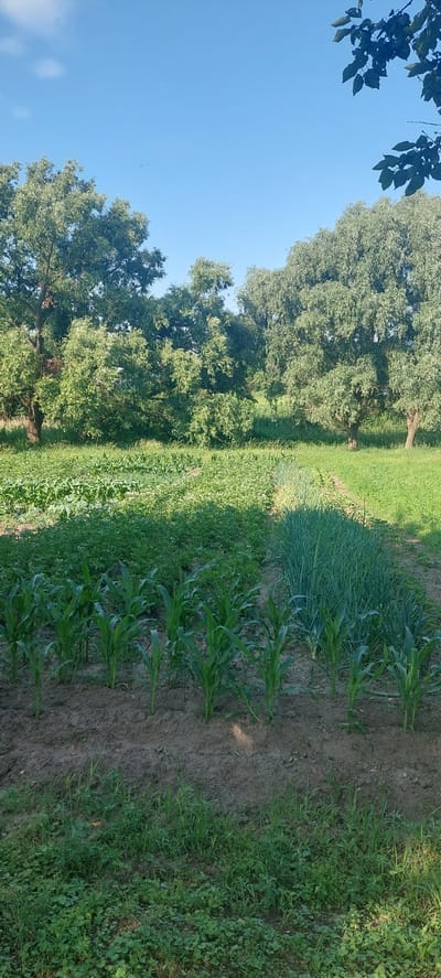 The image captures a view of cultivated fields and trees under a clear blue sky in Voronkiv, Ukraine. In the foreground, rows of young corn plants are visible in the soil. To the right of the corn, a section of what appears to be green onions or a similar leafy green vegetable is planted in neat rows. Behind these crops, a dense green field of other plants stretches towards a line of mature trees. These trees, with their lush green foliage, form a natural backdrop, with some branches extending into the upper right corner of the frame. The ground is a mix of soil and grass. The overall scene depicts a rural or agricultural setting.