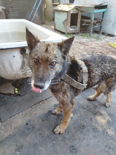 The image captures a wet, medium-sized dog with brown and black fur standing in an outdoor setting. The dog is facing the camera, with its tongue sticking out. It appears to be wearing a simple harness made of fabric. Behind the dog, a large, off-white bathtub filled with water is visible. The ground beneath the dog is a dark, possibly rubber or asphalt surface, with some scattered green objects, likely fallen fruit, visible on it and near the bathtub.
In the background, there are various structures that suggest a yard or an outdoor working area. To the left, a portion of a blue ladder is visible against a textured wall. To the right, a rudimentary wooden doghouse or shelter is present, with a green tarp or covering on one side. Further back, a weathered, light-colored metal structure with shelves and pipes can be seen, along with what appears to be a pile of discarded materials. The overall scene suggests a somewhat utilitarian outdoor space.
The lighting indicates it is daytime, with natural light illuminating the scene. The presence of a wet dog and a bathtub suggests that the dog may have recently been bathed or played in water. The dog's expression, with its tongue out and alert eyes, conveys a sense of engagement or perhaps a moment of playful energy. The location context of Oleksandriia, Ukraine, provides a geographical anchor for the scene. There is no visible text in the image.