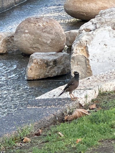 A common myna bird is perched on a textured, dark surface, possibly part of a rock formation or a fountain, with its body facing left and its head tilted down as if observing something. The bird is dark brown with a yellow beak and a yellow patch around its eye. It has visible claws gripping the surface. Behind the bird, a large, rough-textured rock is visible, and to the left, a rounded, tan-colored boulder is partially in the frame. To the right of the bird, a patch of vibrant green moss or grass grows along the edge of the dark surface. A few dry, brown leaves are scattered amongst the greenery, suggesting an outdoor setting, possibly in autumn. The lighting appears natural, indicating it's daytime. The background is somewhat blurry, focusing attention on the bird and its immediate surroundings. The scene suggests a natural or semi-natural environment, possibly a park or garden in Givat Shmuel, Israel. There is no visible text in the image.