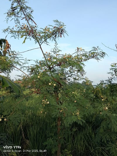 The image shows a tree with green leaves and white flowers in a field of green grass. The tree is in the foreground, while the grass is in the background. The sky is blue and clear. The location is in Kecamatan Anjatan, Indonesia, based on the coordinates provided (latitude: -6.417, longitude: 107.978). There are no people or animals in the image.
