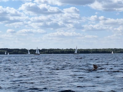 This is a wide shot photograph of a lake on a partially cloudy day. In the foreground, the dark blue water is choppy with ripples. In the mid-ground, there are several sailboats on the lake. On the far left, a small white sailboat is visible. To its right, a larger sailboat with a white sail and a brown hull is sailing. Further to the right, another sailboat with a white sail is visible. In the far distance, a line of green trees forms the shoreline. In the right mid-ground, a person is swimming in the lake, with only their head and shoulders visible above the water. They have blonde hair tied in a bun and appear to be looking to the right. The sky is blue with scattered white and gray clouds. The photograph was taken from water level, looking towards the opposite shore. This scene is likely depicting Markkleeberg Lake (Großer Markkleeberger See) in Markkleeberg, Germany.