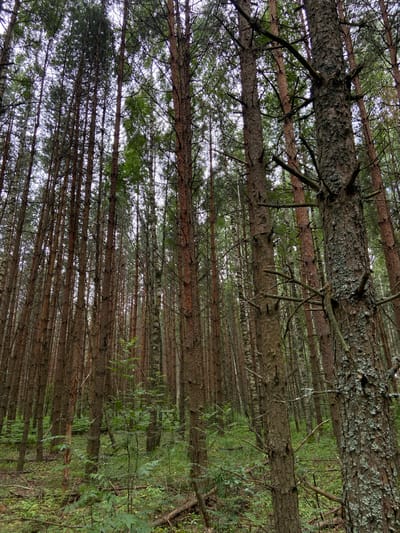 The image depicts a dense forest interior with numerous tall, slender pine trees. The bark of the trees varies in color from reddish-brown to gray, with some displaying lichen growth. The forest floor is covered in green undergrowth, including ferns and small saplings, with fallen branches and pine needles scattered throughout. The lighting suggests an overcast day. The image is a photograph of a natural landscape and does not contain any people, actions, or interactions. The location is identified as Salyut, Russia.