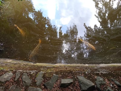 The image depicts a pond with several koi fish swimming in the murky, brown water. The pond's edge is lined with rocks and moss, with fallen leaves scattered around. The water's surface reflects the sky and the surrounding trees, creating a dappled effect. The lighting suggests it is daytime, possibly a bright day given the reflections in the water. The overall scene appears to be a natural or garden setting, possibly in Illingen, Germany, as indicated by the location context. No people or text are visible in the image.
