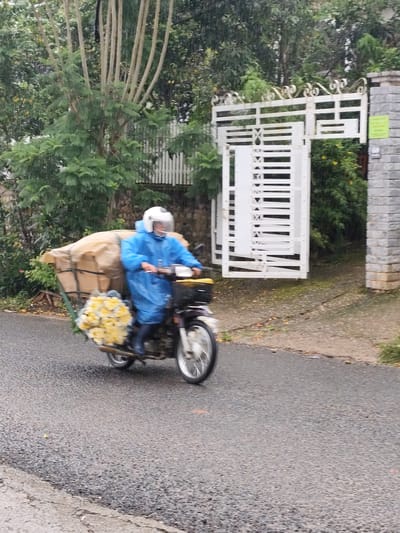 A person wearing a blue raincoat and white helmet rides a motorcycle through the rain on a paved road in Lang Biang - Da Lat, Vietnam. The motorcycle carries a large, brown, tarp-covered cargo box and a bouquet of yellow flowers. In the background, a white metal gate and a stone wall are visible. Lush green trees and foliage surround the scene, with raindrops clearly visible, indicating heavy rainfall.