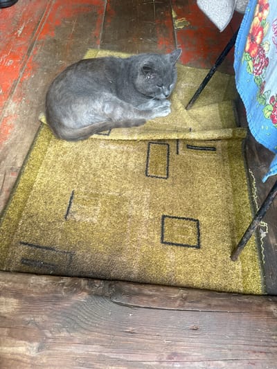 A medium shot, high-angle view captures a grey cat sleeping on a yellow rug. The rug is patterned with dark rectangular shapes and appears worn. The cat is curled up, with its head tucked in. To the left of the cat, a rustic wooden floor with red paint peeling off is visible. To the right of the rug, the leg of a black chair or table is present, partially obscured by a blue cloth with a floral pattern. The overall scene suggests a simple, possibly rural, indoor setting. The location is identified as Гаранскі сельскі Савет, Belarus.