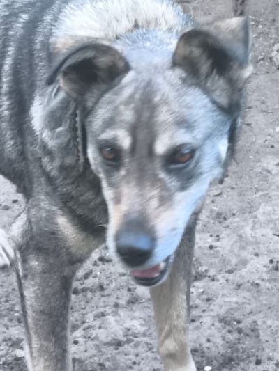 A close-up, full-body shot captures a medium-sized dog standing outdoors on a gravel surface. The dog, with fur predominantly gray and black, faces the camera with its mouth slightly open. Its eyes are brown, and its ears are erect and pointed. The background consists of the ground and some out-of-focus elements. The image appears to be taken in Dobrogea Veche, Moldova.