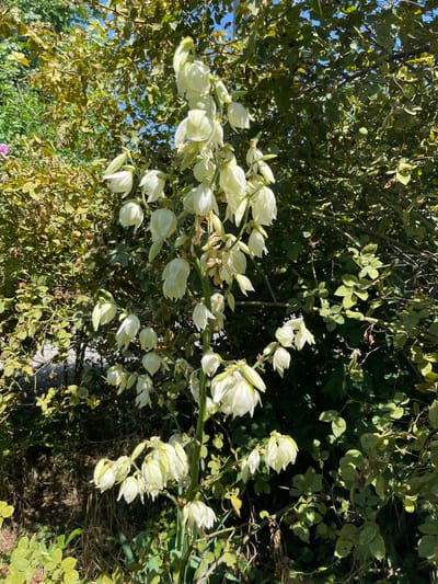 The image shows a close-up of a tall, blooming Yucca plant in Pokoinoe, Russia. The plant features a central stalk adorned with numerous white, bell-shaped flowers, some fully open and others still in bud. The flowers are clustered densely along the upper portion of the stalk. The background is filled with lush green foliage, characteristic of a garden or natural setting, with dappled sunlight filtering through the leaves, suggesting it is daytime. There are no people or animals visible in the image.