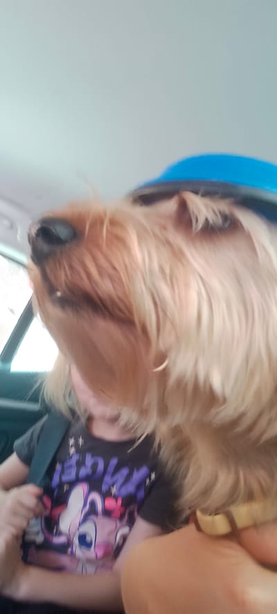 A close-up, blurry selfie taken inside a car shows a light-brown, long-haired dog wearing a blue hat. The dog's snout, black nose, and part of its face are visible, with its fur obscuring much of its features. A child wearing a dark t-shirt with a cartoon character on it is partially visible beneath the dog. The child is wearing a dark blue seatbelt across their chest. The background is mostly out of focus, with a light gray sky visible above and a blurred interior of a car. The location is not specified in the image or its metadata.