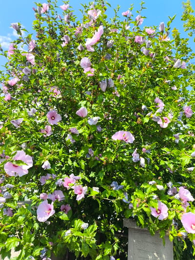 The image depicts a close-up view of a vibrant flowering bush, likely a Rose of Sharon (Hibiscus syriacus), in full bloom against a clear blue sky. The bush is densely packed with lush green leaves and numerous flowers, primarily in shades of light pink and lavender, with some buds also visible. Some flowers are fully open, displaying delicate petals and a central stamen, while others are partially open or in bud form. The bush appears healthy and is growing outdoors, with a glimpse of a stone structure in the lower right corner, possibly a garden wall or pillar. The lighting suggests a sunny day, casting soft shadows. The scene is static, with no people or animals present. This specific location is in Ittenheim, France.