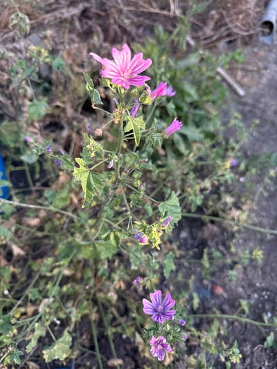 A close-up, eye-level shot focuses on a blooming pink mallow flower with five petals, each featuring darker pink veins. The flower is situated on a thin, green stem amidst a cluster of green leaves. Below this main flower, several smaller, unopened buds and a single open purple mallow flower with five petals and darker purple veins are visible. The surrounding environment appears to be rough, unkempt ground with dry leaves and twigs. The background is blurred, showing muted brown and green tones of overgrown vegetation, suggesting an outdoor setting. The lighting appears natural, possibly from early morning or late afternoon, casting soft shadows. The scene is consistent with a garden or wild area in Marinka, Bulgaria.