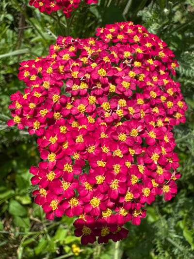 A close-up, top-down shot captures a cluster of vibrant, deep pink yarrow flowers with bright yellow centers. The flowers are densely packed together, forming a rounded shape. The background is a blur of green foliage, suggesting an outdoor setting. There are no people or identifiable landmarks present to indicate a specific location within Zassovskaya, Russia.