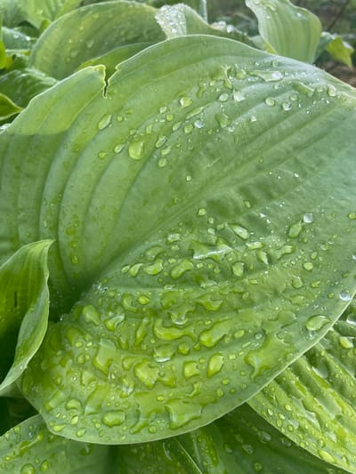 The image displays a close-up view of several large, green hosta leaves covered in water droplets. The leaves are broad and have prominent veins. The water droplets vary in size, from tiny beads to larger, irregular shapes, clinging to the surface of the leaves. Some droplets are refracting light, creating small highlights. The background is softly blurred, suggesting a garden setting with other green foliage. The overall impression is one of freshness and moisture, likely from recent rain or dew. The location is specified as Aropakkuzi, Russia. There are no people or animals present in the image.