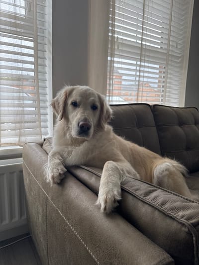 A light-colored Golden Retriever is resting on a brown leather couch in what appears to be a residential setting. The dog is positioned with its front paws resting on the armrest of the couch, and its body is stretched out behind it. The dog's head is turned towards the viewer, and it has a calm expression. Behind the couch, there are large windows with white blinds, through which buildings are visible. The overall lighting suggests an indoor, daytime setting.