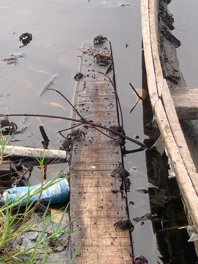 Location: Ibasa, Nigeria.

Scene: A waterway, heavily polluted. Wooden planks, possibly part of a dilapidated structure, are partially submerged in dark, murky water. Debris and organic matter are scattered on the planks and in the water. Plastic waste is visible. Grass and other vegetation grow along the water's edge.