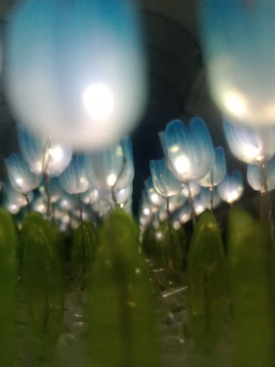 The scene depicts an artificial light installation located in Lomas de Zamora, Argentina. The foreground presents blurred, vertically oriented green elements consistent with artificial foliage or stems. Above these, numerous illuminated artificial flowers extend throughout the midground and background. Each flower possesses translucent blue or aqua-colored petals, resembling a tulip, and contains a distinct, bright white internal light source. These lights create a diffused glow, with several highly out-of-focus light points appearing as large, soft orbs in the upper portion of the frame. The flowers are supported by thin, dark stems. The background is dark and indistinct, indicating an enclosed indoor environment. No individuals, specific actions, or interactions are visible within this static display.