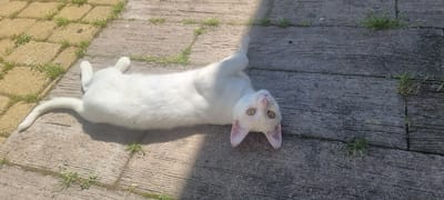 A white cat is lying on its back on a patio made of stone pavers and wooden planks. The cat is facing the camera, with its head tilted and its yellow eyes looking directly at the viewer. Its pink ears are perked up, and its pink nose is visible. The cat's body is stretched out, with its front paws up in the air. Grass is growing in patches between the pavers and planks. A shadow falls across the patio from the right side of the image. The scene is set outdoors, with the lighting suggesting a sunny day. This scene is located in the city of Chernomorskiy, Russia.