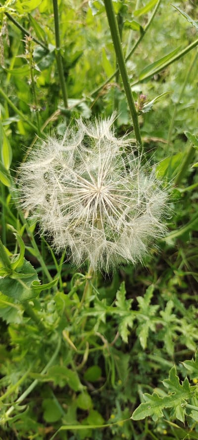 A close-up shot captures a delicate, seed-laden dandelion head surrounded by lush green foliage. The dandelion's feathery seeds are a pale white, radiating outwards from a central core, creating a starburst effect. The surrounding plants are a vibrant green, with various leaf shapes and textures, some smooth and broad, others more finely lobed and serrated. The lighting suggests it is daytime, with soft light illuminating the dandelion and casting subtle shadows within the greenery. The scene appears to be an outdoor natural setting, likely a meadow or garden, given the abundance of wild plants. There is no text visible in the image. The focus is entirely on the natural beauty of the dandelion and its surroundings, evoking a sense of peacefulness and the ephemeral nature of seeds ready for dispersal.
