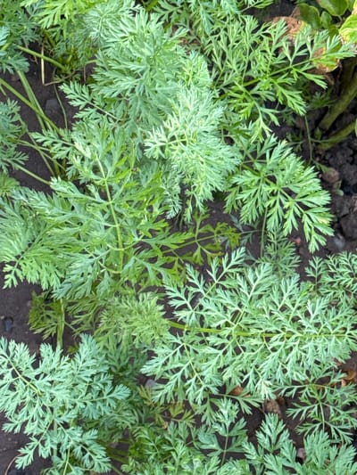 A close-up, top-down view shows a cluster of young carrot plants growing in dark soil. The plants have feathery, light green leaves that are finely divided and spread out close to the ground. The soil appears moist and has some scattered organic matter. The scene is natural and appears to be an outdoor garden setting. There are no people or animals visible in the image. The overall impression is of healthy, developing greenery. No specific landmarks or context can be identified to place this in Novoshakhtinsk, Russia.
