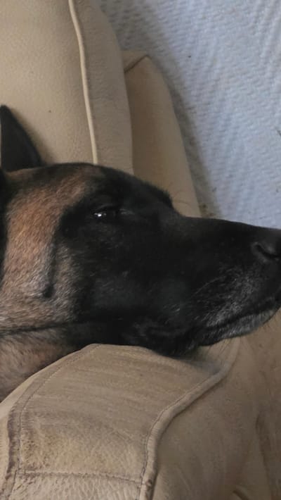 The image presents a close-up, vertical-format view of a domestic canid, specifically a dog consistent with a Belgian Malinois, resting indoors in Magny-les-Hameaux, France. The dog's head occupies the majority of the frame, positioned facing towards the right. Its fur displays fawn coloration on the side of its head, transitioning to a dark, almost black muzzle and facial mask. A single, dark, erect ear is visible in the upper left quadrant. The dog's head is resting on a beige upholstered surface, consistent with a couch or armchair, exhibiting visible stitching details along its contour. The left eye of the animal is partially open, reflecting ambient light. In the background, a light grey or off-white textured fabric, possibly a blanket or other soft furnishing, is present. No human subjects are visible. The dog is in a state of rest.