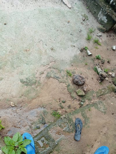 This media file depicts an outdoor scene with a focus on the ground. The ground is a mixture of concrete and sandy soil, with areas of wetness suggesting recent rain or a damp environment. Scattered throughout the scene are various natural elements such as small stones, dried branches, and patches of green grass and leafy plants. There are also a few man-made objects, including what appear to be fragments of white plastic or concrete, and two pairs of flip-flops. One pair of blue flip-flops is partially visible in the lower left corner, and a single black flip-flop is situated in the lower right half of the image. The overall impression is of an unkempt outdoor area, possibly a yard or pathway, with evidence of natural elements and some discarded items. The lighting and the wetness of the ground suggest it could be overcast or that it has recently rained. The scene does not appear to have any people actively engaged in an activity; rather, it seems to be a static capture of the environment. No visible text is present in the image. The location context provided is Gindin Dutse, Nigeria.